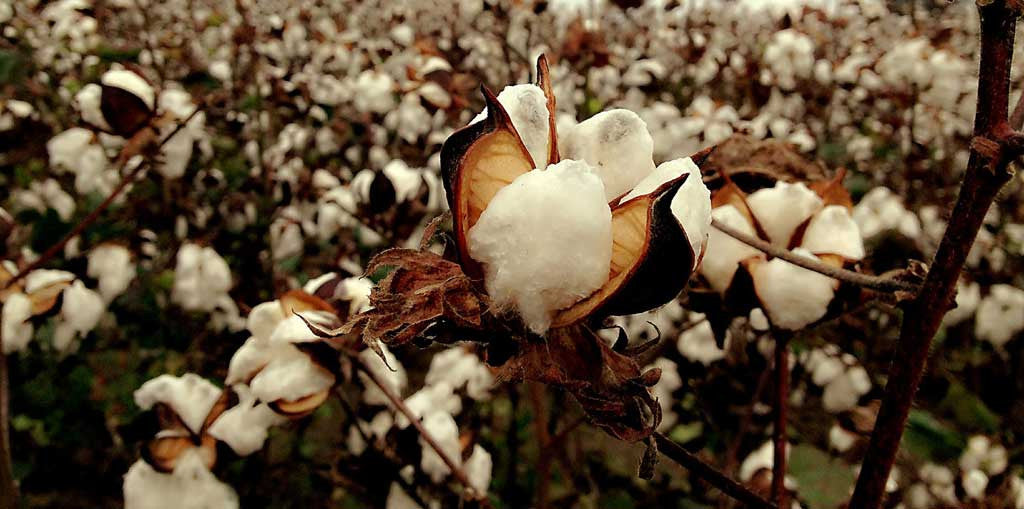 Superlative Alternative: Organic Cotton